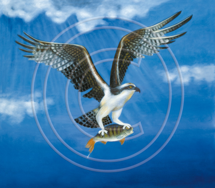 Osprey Hawk, Art Decoration, Marine Nordic Bird