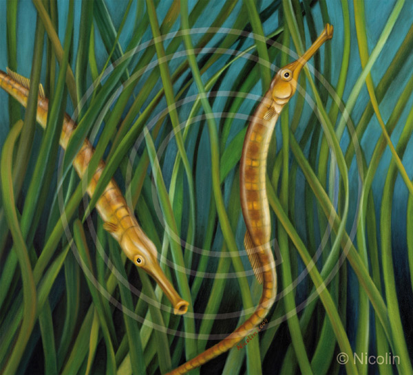 Figure 1 from Presence of the broad-nosed pipefish (Syngnathus