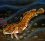 Burbot