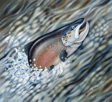 Upstream - Salmon