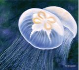 Moon Jellyfish