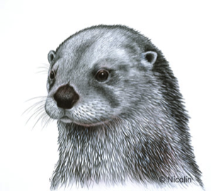 Otter